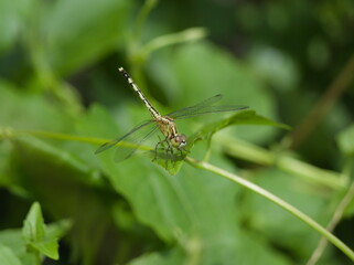Dragonfly on a green leaf
