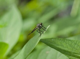 Robber Fly on a green leaf