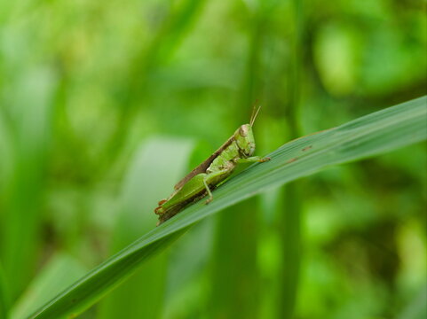 Grasshopper on the grass
