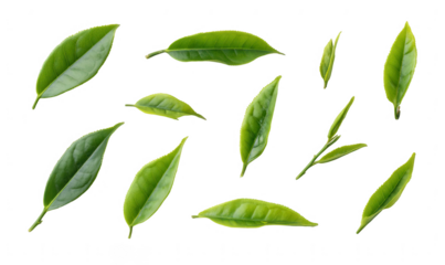 A set of green tea leaves, jpeg, png, transparent