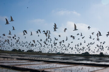 A flock of seagulls flying over a salt marsh.