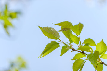 新緑の桜の葉と青空