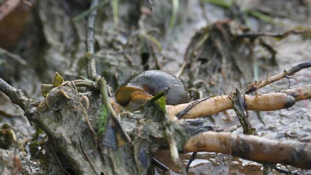 Pomacea canaliculata snail. Other name golden apple snail&nbsp;and channeled apple snail. Its species&nbsp;of large&nbsp;freshwater snail&nbsp;with&nbsp;gills&nbsp;and operculum, &nbsp;aquatic&nbsp;gastropod&nbsp;mollusc&nbsp;in family&nbsp;Ampullariidae.