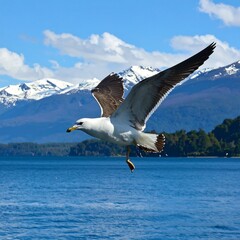 Gulls, mountains, and water