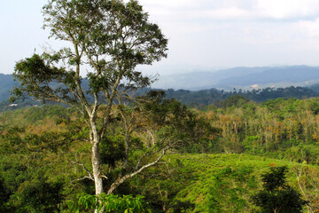 Vibrant green landscape with rolling hills and lush forest scenery