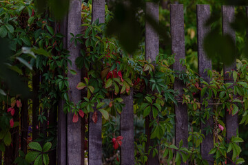 Beautiful autumn background with bright wild grape leaves on a wooden fence. Place for design.