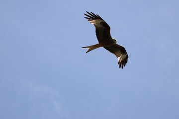 Obraz premium Rotmilan