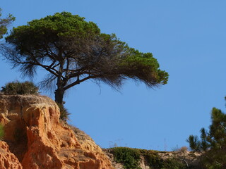 Stone pine, also known as Italian stone pine, Mediterranean pine or umbrella pine, formerly also called pine spruce, Algarve coast Portugal, landscape