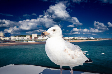 Seagul in Brighton England piere