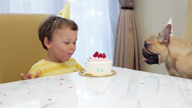 Adorable toddler and French Bulldog wearing party hats sit at table with small birthday cake topped with raspberries. Boy leans forward and bites cake directly with his mouth