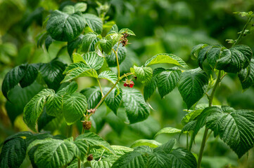 Green raspberry bush with fresh leaves and small berries in a garden setting. High quality photo