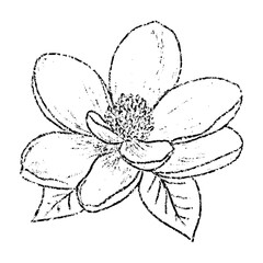 Sketch crayon aroma cosmetic flower of magnolia. Hand drawn scribble doodle fragrant wildflower spring plant. Pencil texture vector illustration for label of beauty product packaging.