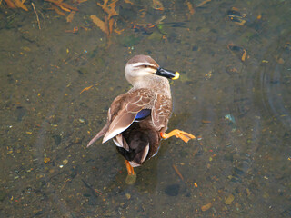 日本、初夏のカルガモ