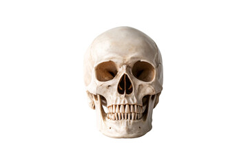 Obraz premium Human skull model with detailed bone structure and complete dental arrangement, isolated on a transparent background