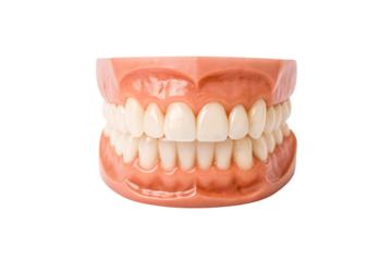 Complete dental model showing upper and lower teeth in perfect alignment with pink gums, isolated on a transparent background