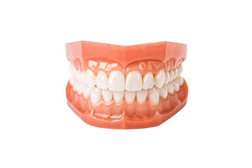 Obraz premium Dental prosthetic model displaying full set of white teeth with realistic gum tissue structure, isolated on a transparent background