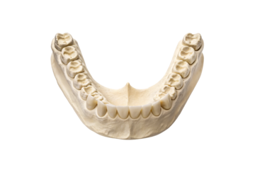 White plaster dental cast model of lower jaw with detailed tooth impressions, isolated on a transparent background