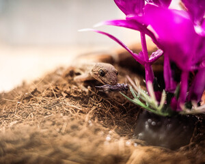 Brown Gecko on Soil near Pink Plant