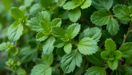 Vibrant green oregano leaves close-up, highlighting natural texture and crisp herbal