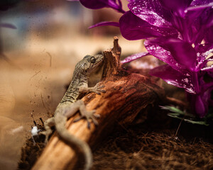Gecko Sitting Near Pink Flowers
