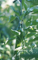 Green pepper hanging on the stem