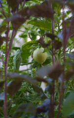 Green tomatoes hanging on a tomato branch