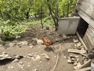 The rooster came out of the chicken coop