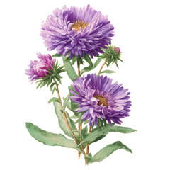 A cluster of vibrant purple asters.  Detailed botanical illustration,  showing delicate foliage and blossoms