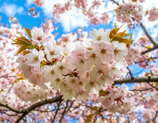 Blossoming cherry blossoms