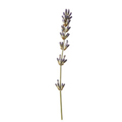 Obraz premium A single dried lavender sprig with muted purple-grey florets and greenish-brown stems, showcasing brittle natural textures, on a transparent seamless isolated background with soft shadowless studio