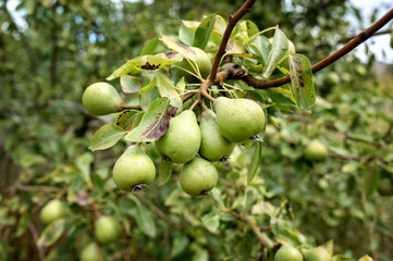 Clusters of ripe pears hanging on branch in a lush orchard, surrounded by green leaves. High quality photo