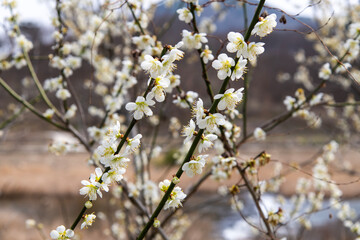 plum flowers at the rural area