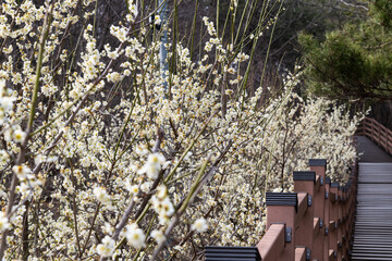 plum flowers at the rural area