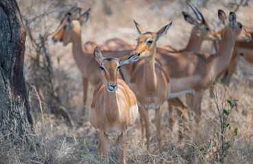 Impalas im Busch vom Krüger National Park - Kruger Nationalpark Südafrika