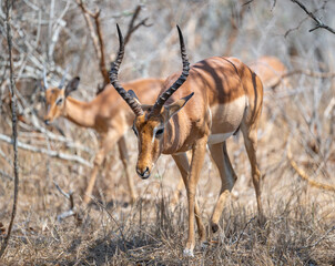 Impalas im Busch vom Krüger National Park - Kruger Nationalpark Südafrika