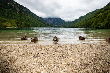 Langbathseen Austria with ducks