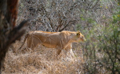 Löwin oder Löwe im Busch vom Krüger National Park - Kruger Nationalpark Südafrika