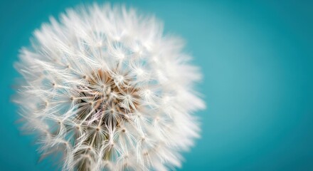 Obraz premium Close up macro photograph of a delicate white dandelion seed head against a bright teal background