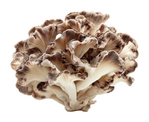 Harvesting exotic mushrooms forest food nature isolated on transparent background, png