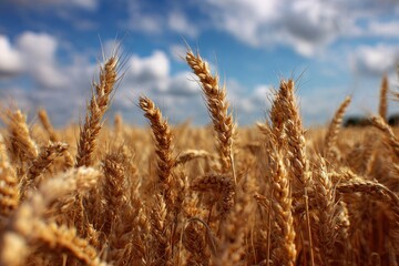 Fototapeta premium Golden wheat field under a partly cloudy sky (1)