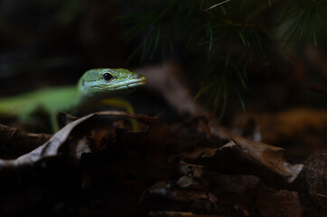 A green lizard in the foliage, a gentle smile and a pearly eye, a moment of tropical whisper.