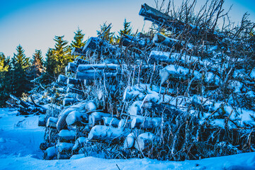 A pile of logs washed in the blue shadow of winter, sparkling snow and fragile branches – the raw texture of the forest.