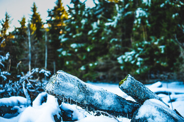 Detail of an icy log with icicles, cold forest greenery in bokeh – the essence of frost.