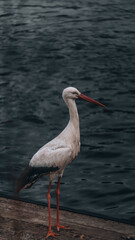 An elegant stork on a pier, cool waves in the background, scarlet beak and legs shining in contrast to the steel water – the calm before flight.