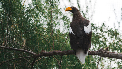 A portrait of an eagle in profile, dark wing armor and a cream tail, quiet tension before takeoff.
