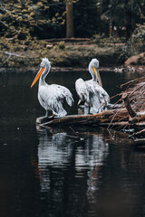 A pair of pelicans on a calm surface, silvery feathers and orange beaks, reflecting the evening silence.