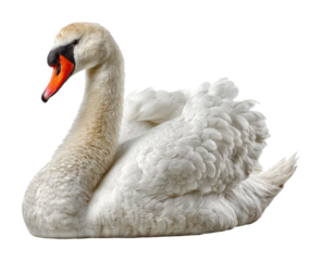Elegant swan swimming gracefully in tranquil waters nature scene isolated on transparent background, png