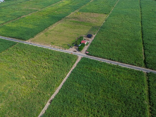 Sugarcane plantation fields divided by rural road in tropical farmland, aerial view