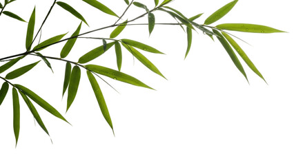 Lush green bamboo leaves with water droplets on a white background, transparent background, cutout PNG