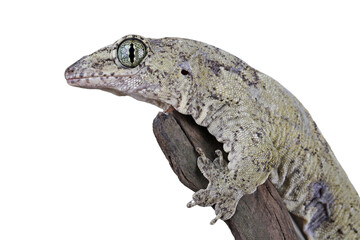 Vorax Gecko or giant Halmaheran gecko closeup on isolated background, animal closeup, Halmaheran giant gecko closeup © kuritafsheen